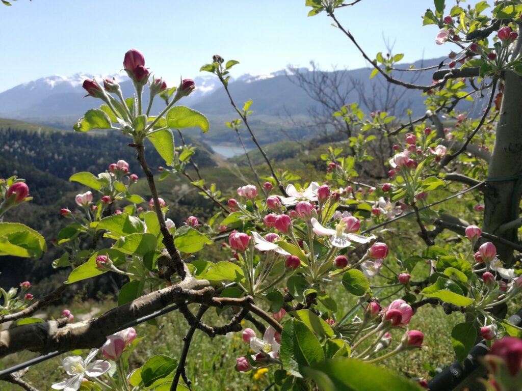 Fiori di melo a primavera in Val di Non tra i canyon del Parco Fluviale Novella - Trentino