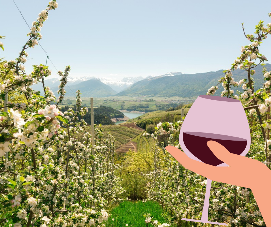 Passeggiata guidata tra i meleti in fiore della Val di Non fino a scendere nel profondo del canyon del Parco Fluviale Novella e degustazione in cantina del vino Groppello.